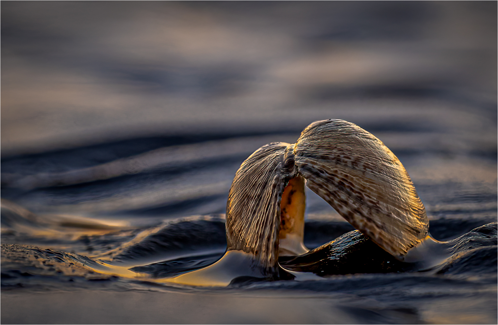 1st Place - Peter Hickson - Cockle Shell at Dawn